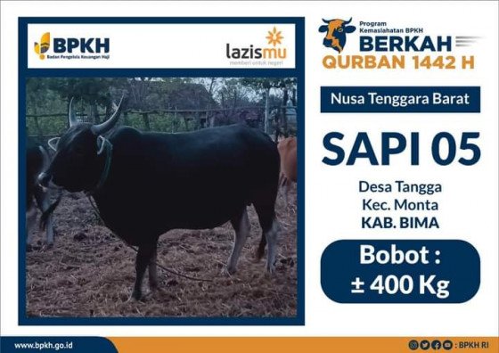 Kolaborasi BPKH Lazismu Salurkan 5 Ekor Sapi Ke Pelosok NTB Lazismu