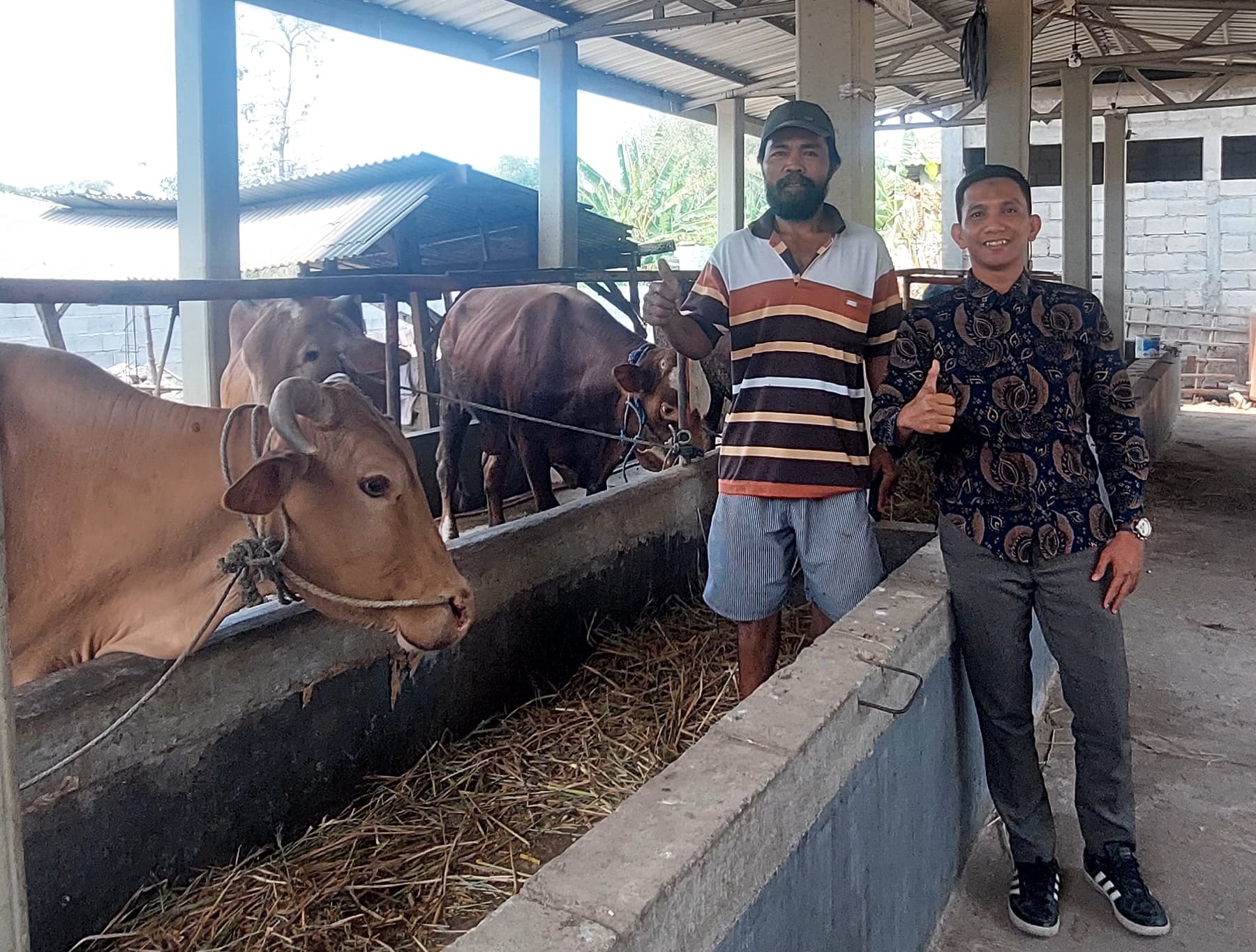 Cover Lima Ekor Sapi Betina Melahirkan, Buah Manis Ternak Sapi Penggemukan Lazismu – BPKH Di Dusun Gesing