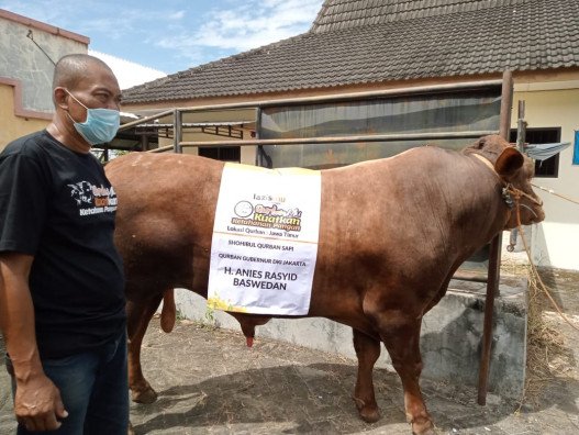anies-baswedan-dan-khofifah-kurban-sapi-jumbo-melalui-lazismu