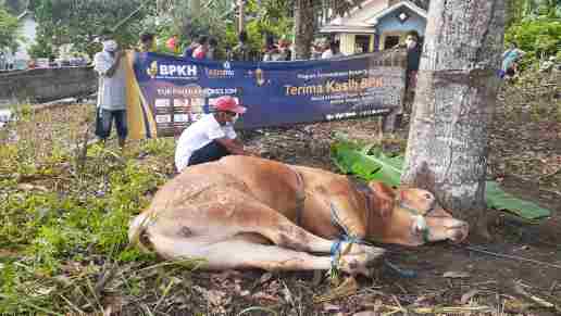 Cover Bantuan Sapi dari BPKH Disalurkan ke Ujung Utara Pulau Bangka, Bangka Belitung