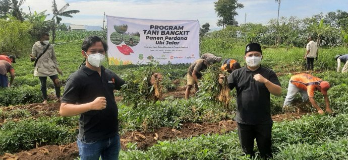 panen-raya-lazismu-panen-13-5-ton-ubi-dan-gelar-pelatihan-umkm