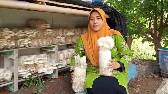 budidaya-jamur-tiram-langkah-lazismu-dan-aisyiyah-kabupaten-demak-tingkatkan-ketahanan-pangan